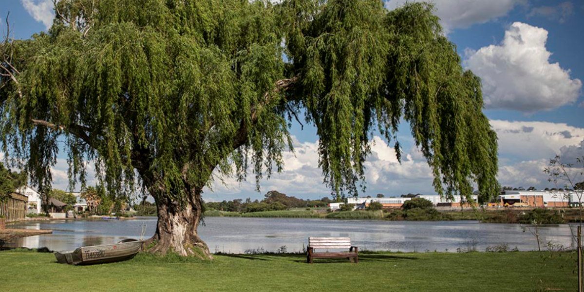 Boesies Willow Tree